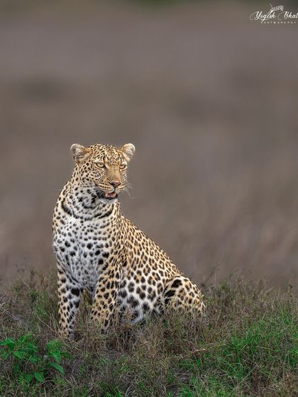 Queen Luluka of Masai Mara. I left more space in the direction she is looking, a key compositional technique that adds narrative depth and makes the viewer wonder what has caught her attention.