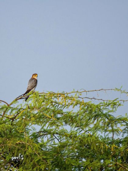 A Red-necked Falcon, a swift and agile hunter, perched atop a tree, offering a wide view of its habitat.