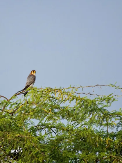 A Red-necked Falcon, a swift and agile hunter, perched atop a tree, offering a wide view of its habitat.