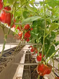 Hydroponics & Urban Farming Workshops
