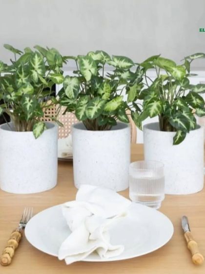 Indoor Plant Styling photo 11