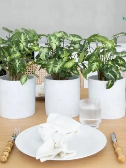 Elevate your dining experience by using plants as a centerpiece. Here, a trio of Syngonium plants in matching white pots creates a fresh and elegant tablescape that's perfect for daily meals or special occasions.