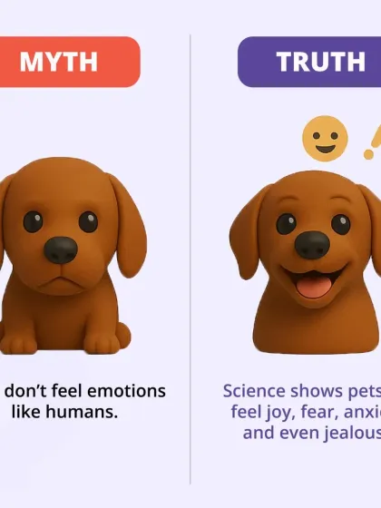 CarryMyPet - Pet Travel & Parenting Consultation Pet Parenting & Wellness photo 11