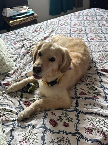 PL Paws - Animal Rescue & Rehabilitation Ready for a Home: Meet Our Adoptable Dogs photo 6