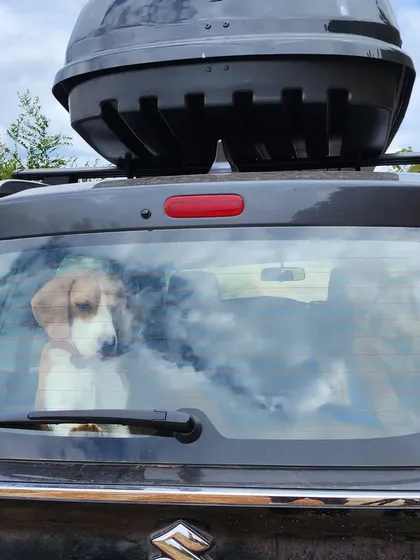 A quiet moment from the back of the car, with our Beagle, Jeannie, looking out the window at the passing scenery. I love capturing these in-between moments of travel.