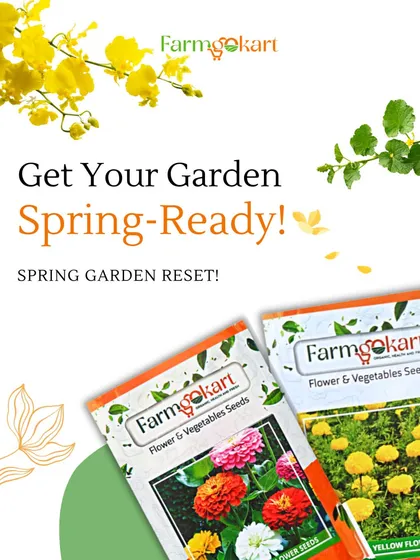 Time for a spring garden reset! This graphic reminds us to prepare our gardens for the new season by cleaning up and choosing the right seeds, like these beautiful zinnias and marigolds.