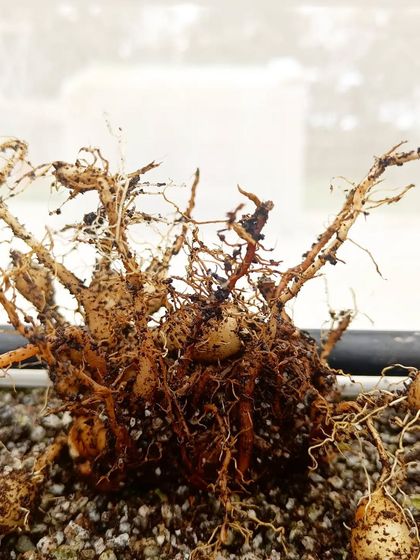 Freshly harvested turmeric root. Growing your own medicinal spices like this ensures they are pure and free from any chemicals.