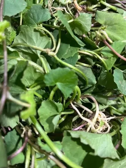 A pile of fresh pennywort, or Gotu Kola. This herb is used in salads and chutneys, particularly in Manipuri cuisine, and is known for its health benefits.