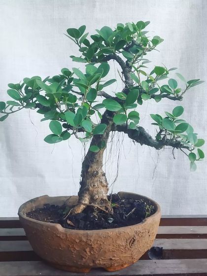 Bonsai & Miniature Landscapes photo 5
