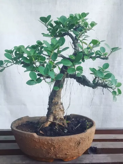 This one foot tall Ficus Microcarpa bonsai shows off its delicate aerial roots. We have a variety of Ficus bonsai available, each with its own unique personality.
