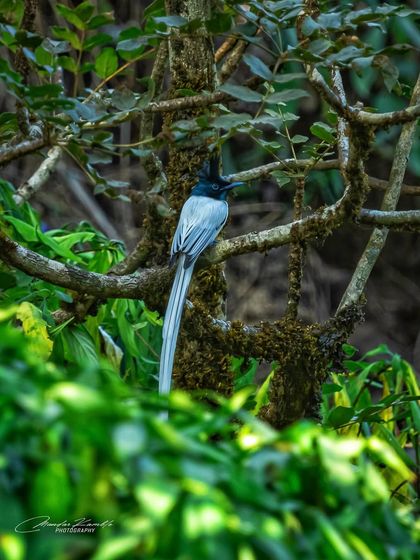 A Symphony of Colours photo 34