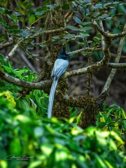 An Indian Paradise Flycatcher framed by the lush green foliage of Matheran's forests. This shot shows the bird in its natural, verdant habitat.