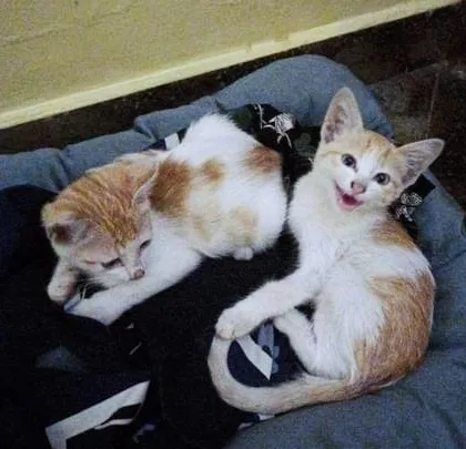 The same two kittens, one of them looking up with a happy, open mouth. They need a home by Sunday.