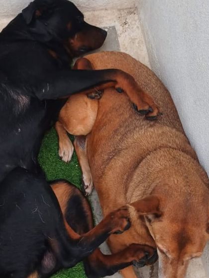 A Rottweiler and an Indie dog cuddling. This is the kind of friendship and trust we build here.