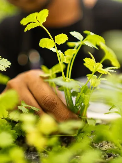 A chef harvesting Ghoa Cress, a unique microgreen with a citrusy note, similar to baby coriander. We work directly with chefs to cultivate custom crops like this for their specific needs.