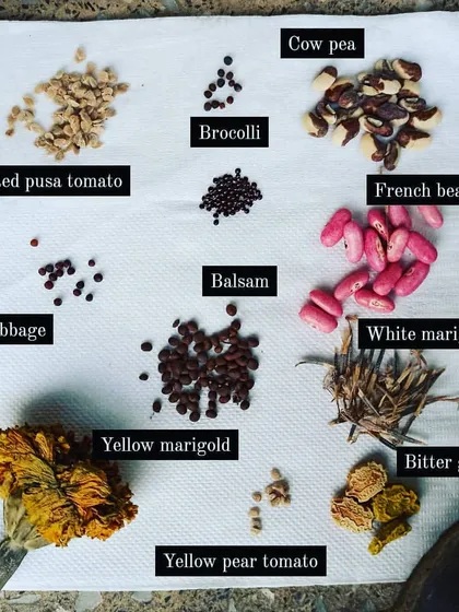 A collection of seeds I've saved from my own garden, ready for the next season. Learning to save seeds from tomatoes, marigolds, beans, and more is a key step towards a sustainable gardening practice.
