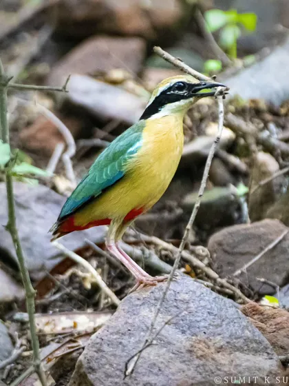 An Indian Pitta has found the perfect twig. During nesting season, these birds are meticulous in selecting materials to build a sturdy home for their family.
