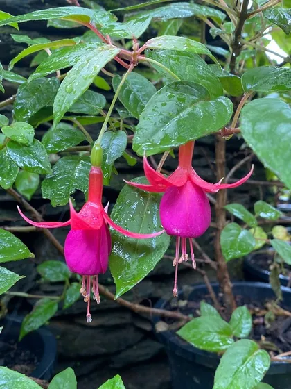 Fuchsia flowers glistening with raindrops at the retreat. Even the smallest details in nature can spark a story or a poem.