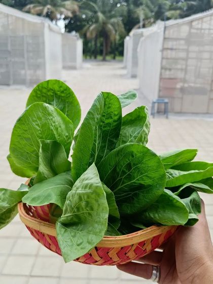 A handful of freshly harvested Bok Choy, with our polyhouse in the background. It takes about 50-60 days to get a harvest this beautiful.