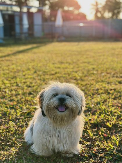 The Pawsome Camp - Dog Daycare & Boarding Our Pack: Portraits from the Camp photo 14