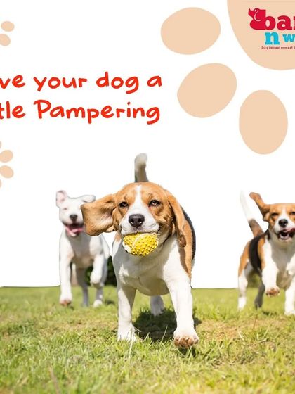 Dog boarding is more than a convenience; it's a form of pampering that provides socialization and stimulation. I offer a safe and engaging environment where your dog can relax and play.