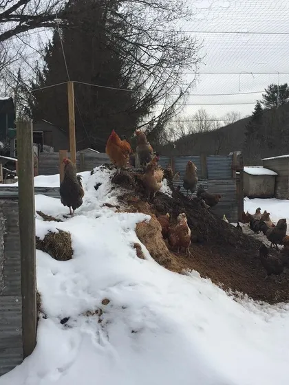 In winter, the chickens create paths through the snow to get to the compost piles, which remain warm from the decomposition process. Their work never stops, regardless of the season.