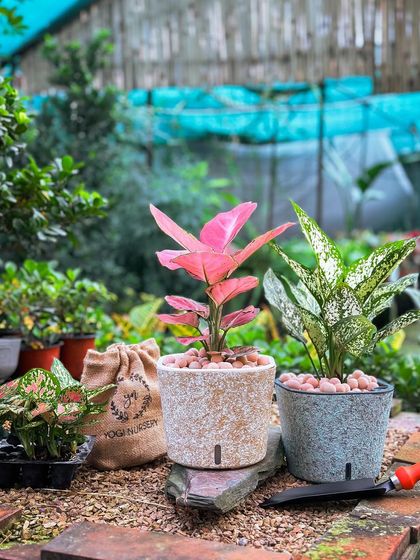 A closer look at two of my most popular self-watering planters. A pink-leafed plant in a textured beige pot sits next to a white-dusted Aglaonema in a blue-grey pot, showing their aesthetic versatility.