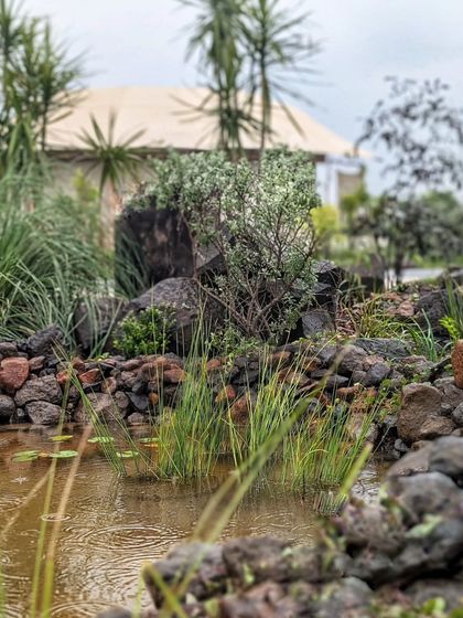 A closer look at the water body we designed for the resort at Tipeshwar Wildlife Sanctuary. The landscaping is inspired by the wild, using rocks and native grasses to blend seamlessly with the surroundings.