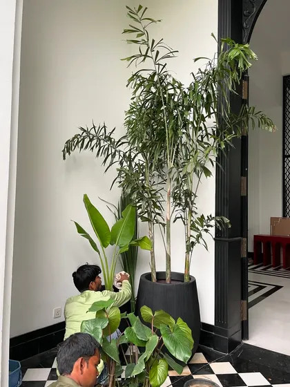 My team carefully positions a cluster of tropical plants, including a large fishtail palm and a bird of paradise, to create a dense, layered look for an interior corner on set.