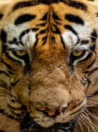 Commissioned Wildlife & Conservation Photography