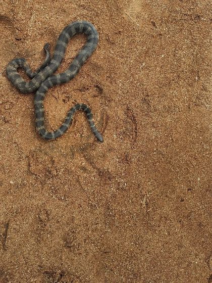 A Malacca Sea Snake on the sand. While venomous, these snakes are shy and play an important role in the marine food web.
