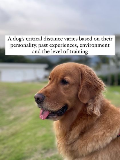 Nitika Ahlawat - Dog Training & Behavior Everyday Training for Real Life photo 11