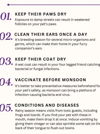 Here are some important monsoon care tips for your pet. Keep their paws and coat dry, clean their ears daily, and make sure they are vaccinated.