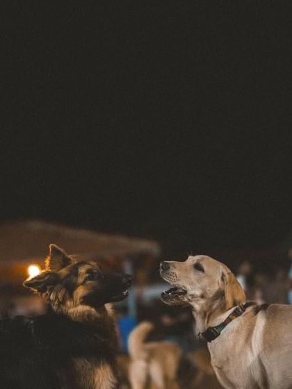 A candid moment of interaction between a German Shepherd and a Labrador at night.