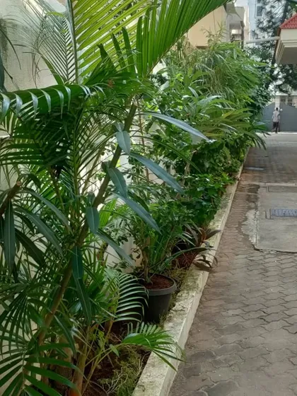 A simple and elegant solution for an apartment complex entryway. We planted a row of lush green foliage plants to create a natural, welcoming boundary.