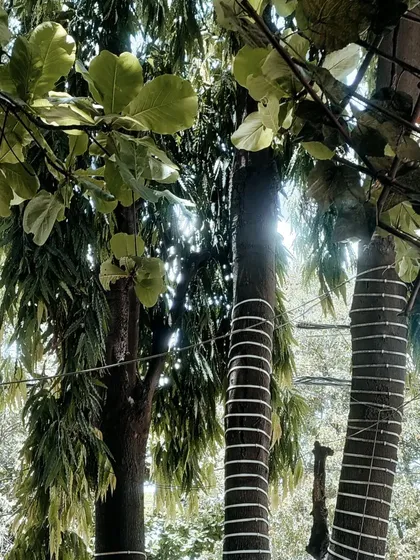 The beautiful view of the 'Garden of Life' from our Wine Terrace, where sunlight filters through the trees.