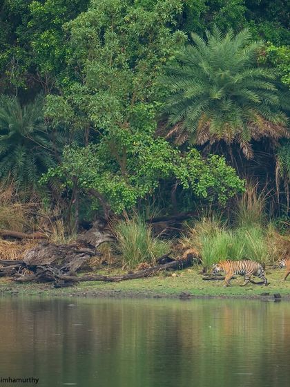 Riddhi's cubs on the move along the water's edge. Their journey to adulthood is filled with lessons, play, and the constant guidance of their powerful mother.