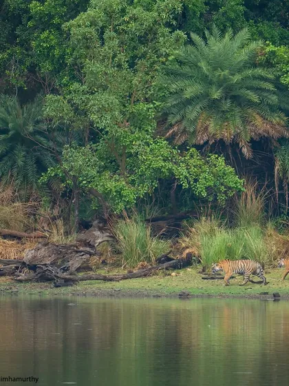 Riddhi's cubs on the move along the water's edge. Their journey to adulthood is filled with lessons, play, and the constant guidance of their powerful mother.