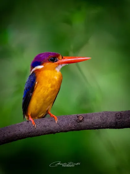 A quiet moment with an Oriental Dwarf Kingfisher. Here, the focus is entirely on the bird itself, perched calmly on a branch, showcasing its striking purple cap and yellow underside.