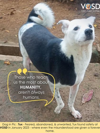 Tux was feared, abandoned, and unwanted. He found safety at VOSD in January 2023, where even the misunderstood are given a forever home.