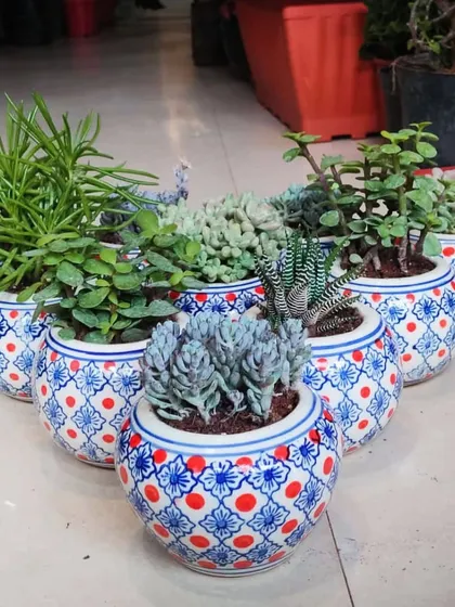 These beautiful ceramic pots filled with assorted succulents are a popular choice for corporate gifting and event return gifts. They are low-maintenance, long-lasting, and add a touch of green to any desk.
