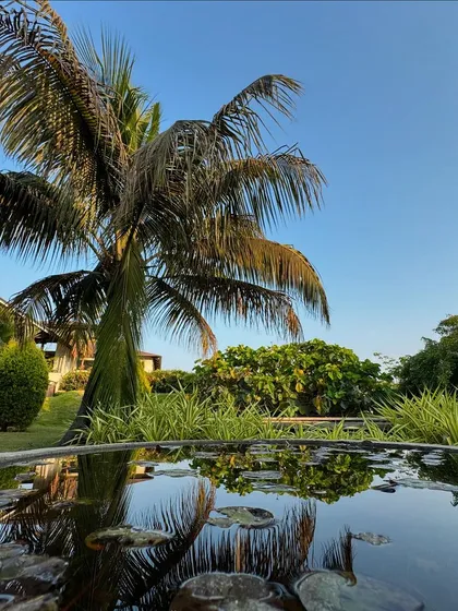 A reflection of a palm tree in the still water of a pond. We believe in immersing you in the purity of nature, and every corner of our retreat is designed to help you relax and rejuvenate.