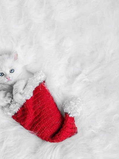 Pragalbh - Commercial Pet Photography The CARE Shelter Animal Series photo 5