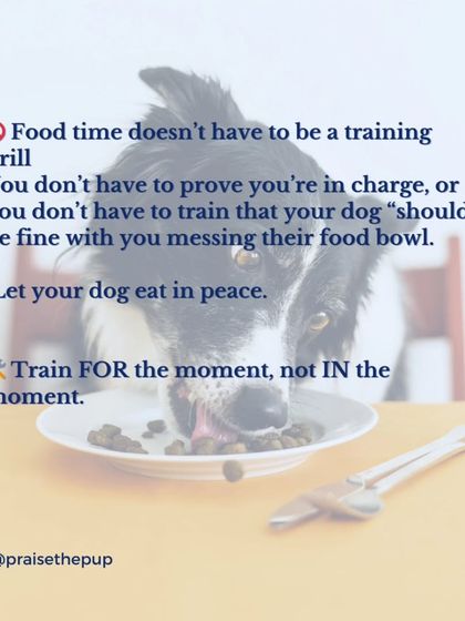 Food time doesn't have to be a training drill where you prove you're in charge. Let your dog eat in peace. We should train FOR the moment, not IN the moment.