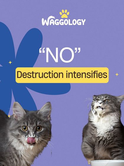 Saying 'No' to a cat can sometimes have the opposite effect, making the forbidden activity even more interesting.