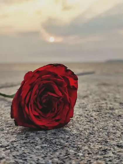 A single red rose lying on a stone surface against a hazy sunset, creating a poetic and slightly melancholic mood.