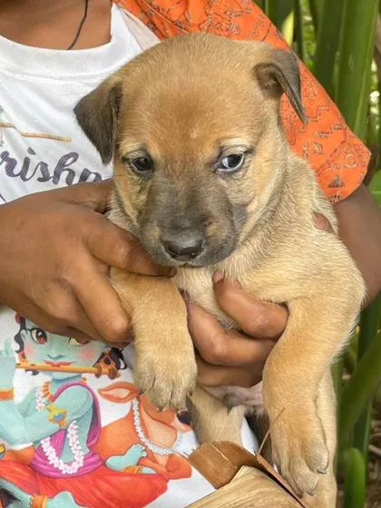 A close-up of a sweet-faced 1.5-month-old Indie puppy being held gently. This is one of several pups in a litter needing homes.