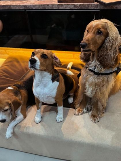 Another great group photo, showing the patience required for pet photography.