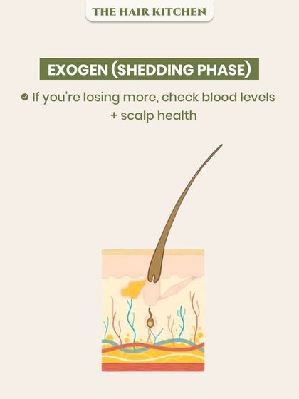 The Exogen or 'Shedding' phase is when the hair finally falls out. While some shedding is normal, this diagram explains that if you're losing more than usual, it's a sign to check your blood levels and overall scalp health.