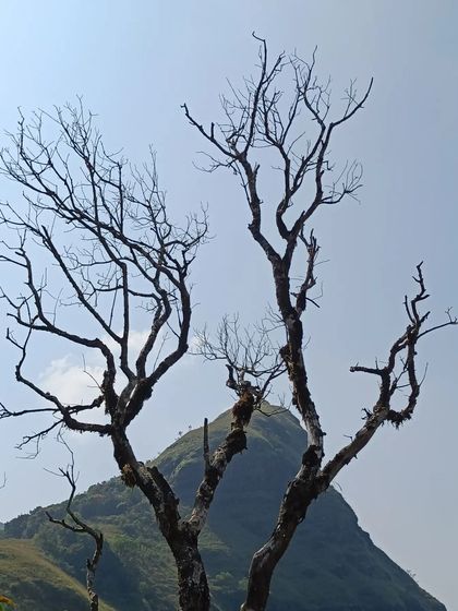 A stark, beautiful shot of a leafless tree against a mountain peak.